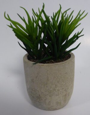 Succullent in Pot (P/FS27)