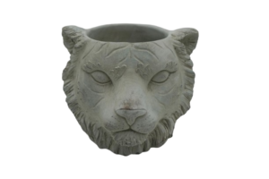Lions Head - Pot (P/CH30)