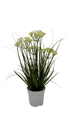 Potted Grass *4 White Flowers - 40cm (P/FH27)