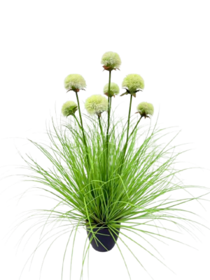 Potted Grass *7 White Flowers - 74cm (P/FH29)